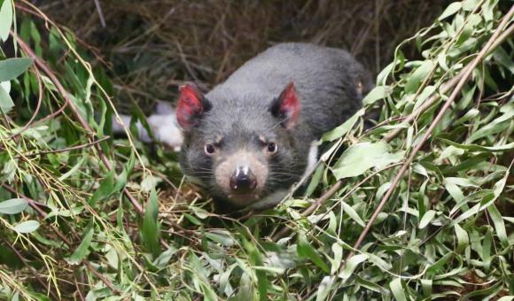 De la taille d’un petit chien, le Diable de Tasmanie a un corps trapu et robuste.