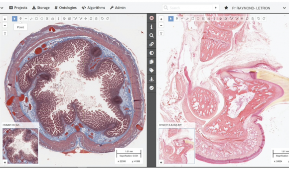 Cytomine's virtual microscope at the service of future French veterinarians 