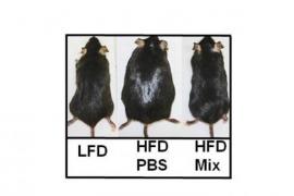 Left, a mouse fed normally; middle, a mouse force fed with very rich food; right, a mouse also force fed but receiving probiotics. - © Vésale Pharma